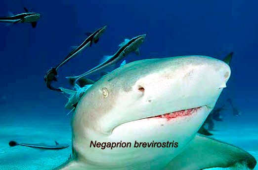 Echeneis naucrates_02